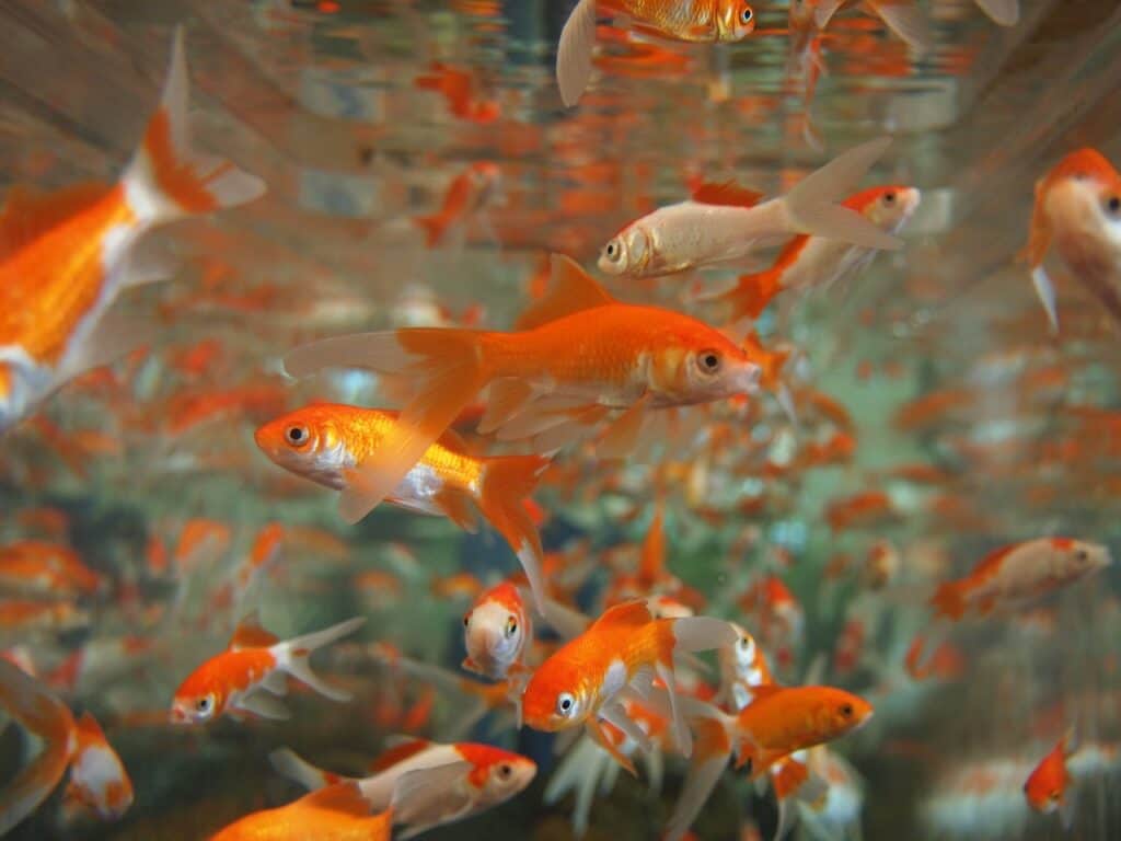 goldfish, aquarium, underwater-178584.jpg